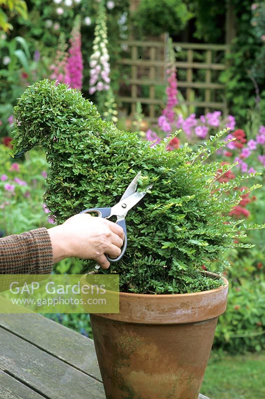 Clipping bird shaped Buxus - box topiary in terracotta container
