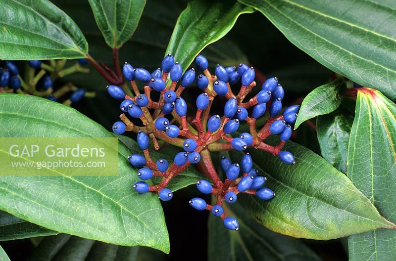 Viburnum davidii with blue berries