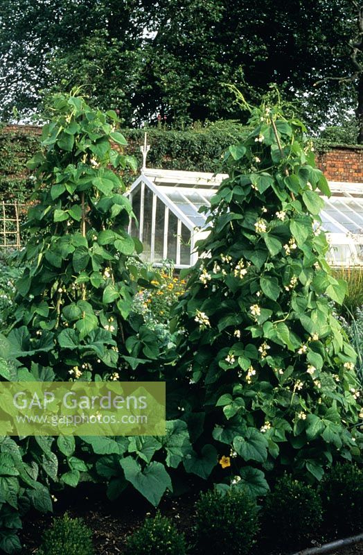 Phaseolus coccineus ssp. coccineus - Runner beans 'White Achievement' in Walled Kitchen Vegetable garden at Gardener's Cottage in Cheshire. 