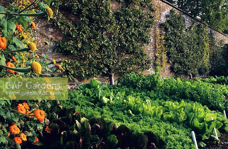 Walled kitchen garden in Autumn with salad crops, Lettuce, Endives and Fan trained Pears on wall at West Dean, Sussex