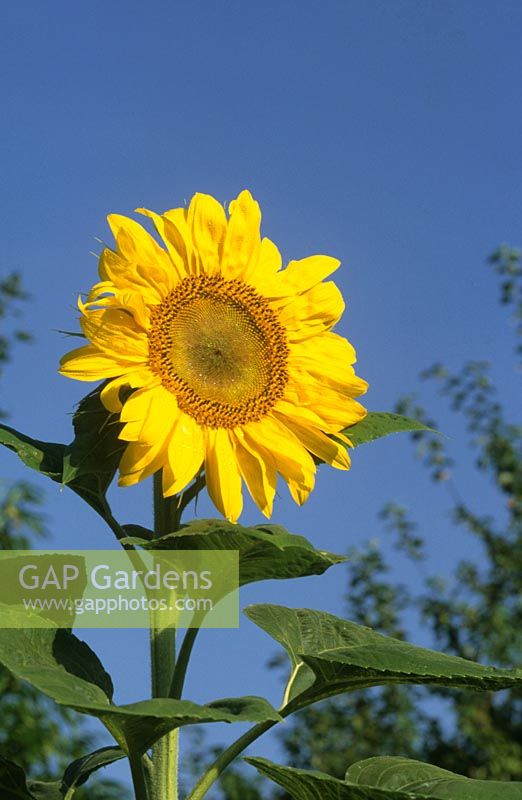 Helianthus 'Russian Giant' - Sunflower