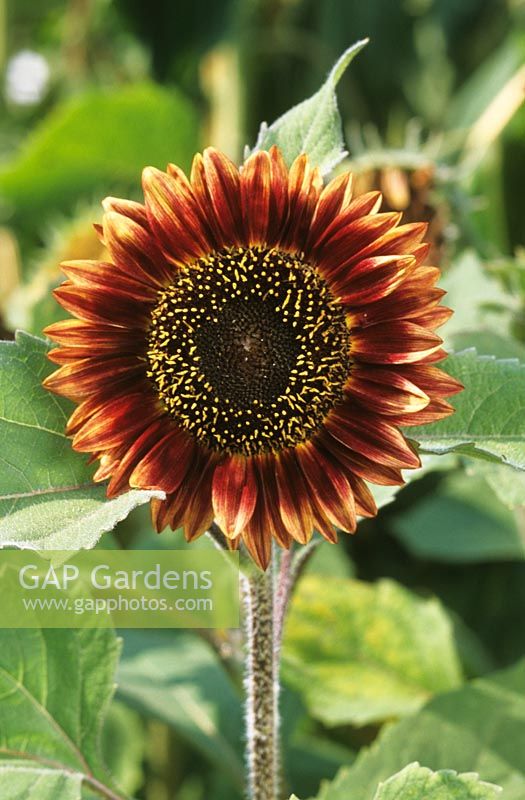 Helianthus annuus 'Floristan' - Sunflower