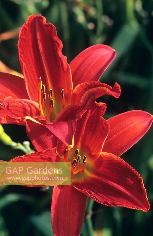 Hemerocallis 'Scarlet Flame' - Day Lily