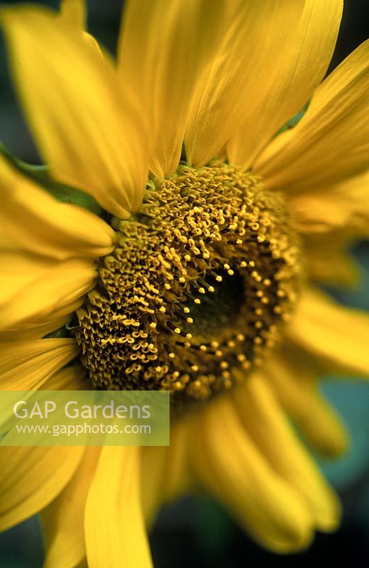 Helianthus annuus 'Holiday' - Sunflower