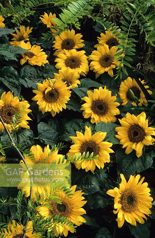 Helianthus 'Sunspot' - Dwarf Sunflowers