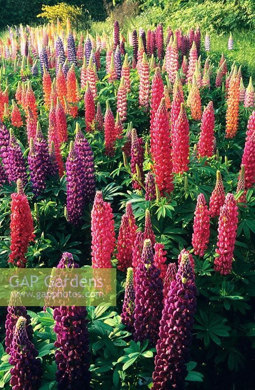 Lupinus 'Russel Mixed Hybrids' - Lupins at Ashwood garden nursery in Shropshire. 