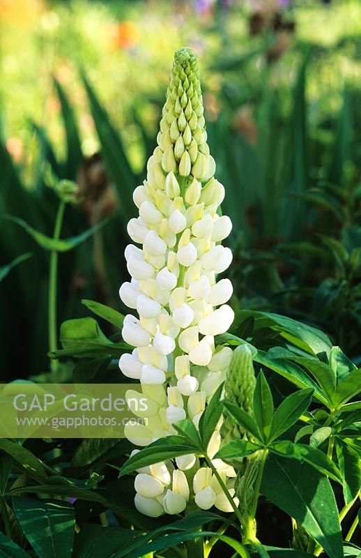 Lupinus 'Noble Maiden' - Lupins