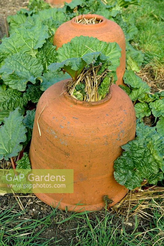 Rhubarb forcing using terracotta forcing pots