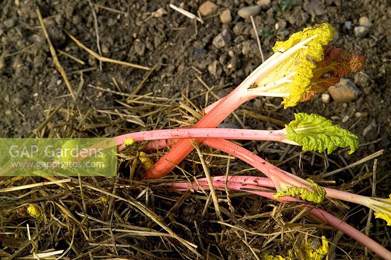 Forced Rheum rhabarbarum - Rhubarb 'Timperley Early' 