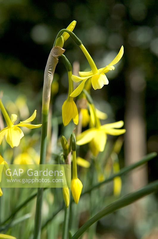 Narcissus 'Hawera' - closeup of flowers in spring