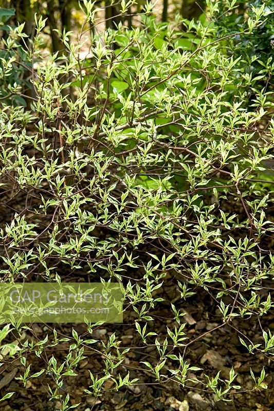 Cornus alternifolia 'Argentia' - spring foliage 