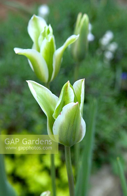 Tulipa viridiflora 'Deirdre' - Tulip