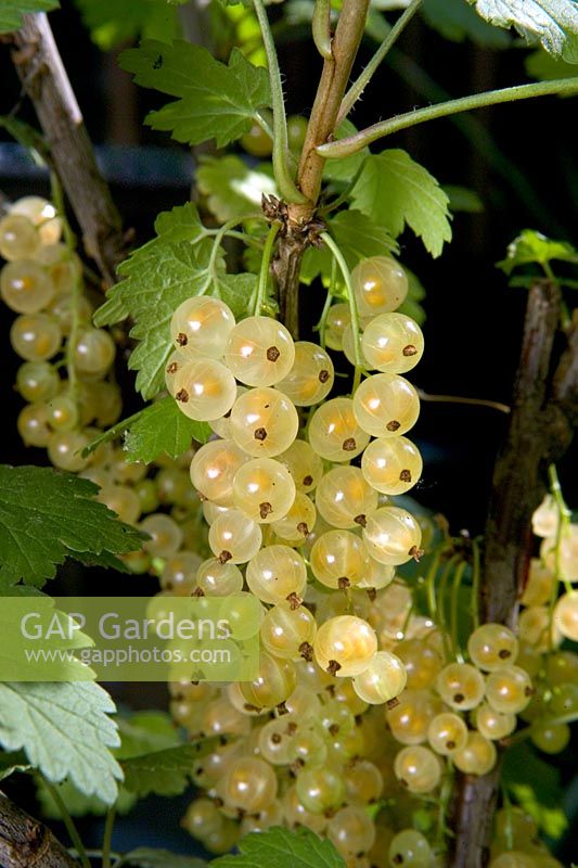 Ribes 'White Versailles' - closeup of white currants