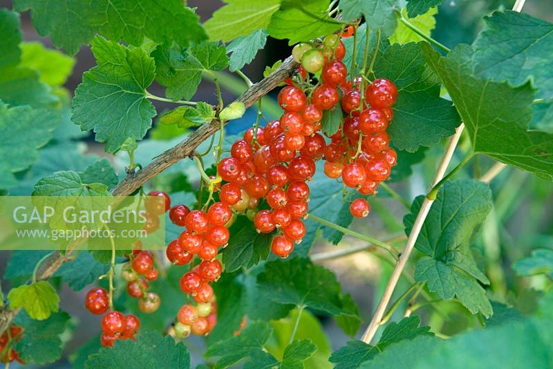 Ribes 'Laxtons No 1' - Redcurrant  
