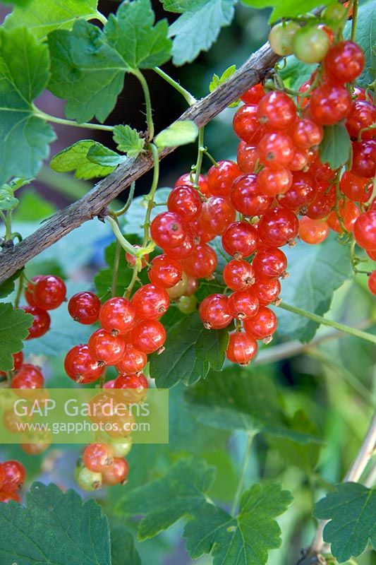 Ribes 'Laxtons No 1'  - Redcurrant 