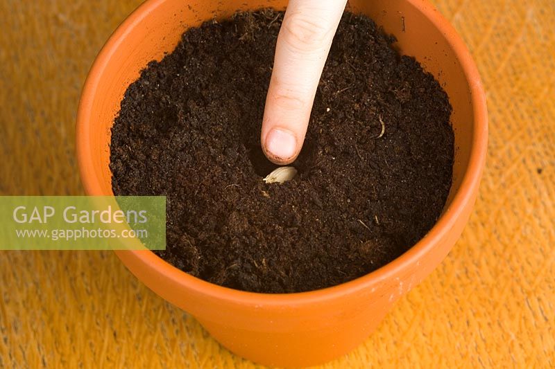 Child planting grapefruit seed in pot