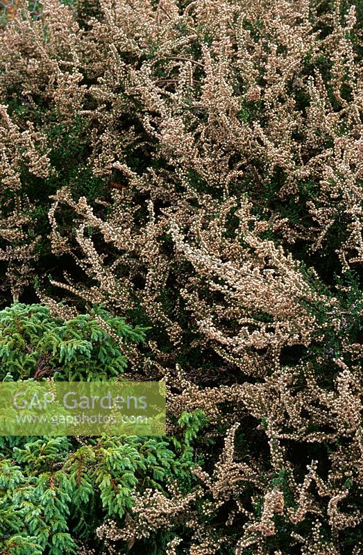 Calluna vulgaris 'Foxhollow Wanderer' - Heathers