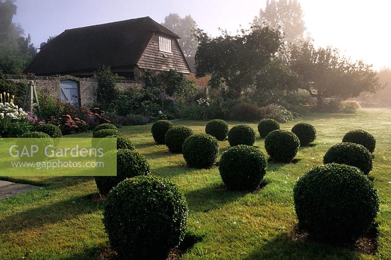 Buxus - Boxwood topiary spheres on lawn in late summer at Broomers Hill House, Sussex. 