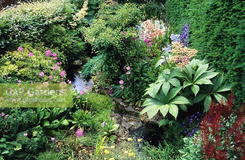 Pond with cascade and bog garden with Astilbe, Rheum and Primulas at Chiff Chaffs, Dorset. 