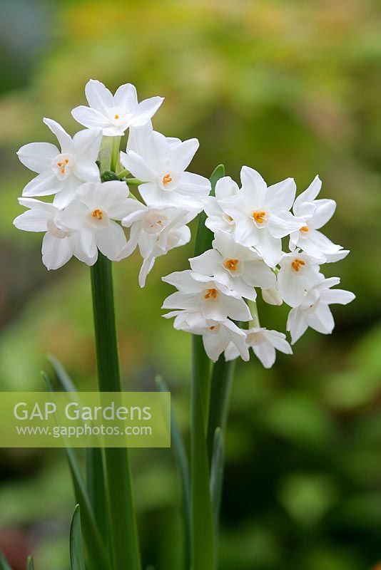 Narcissus 'Paperwhite'  