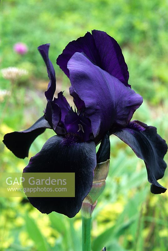 Iris germanica 'Deep Black'