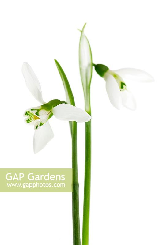 Snowdrops - Galanthus elwesii