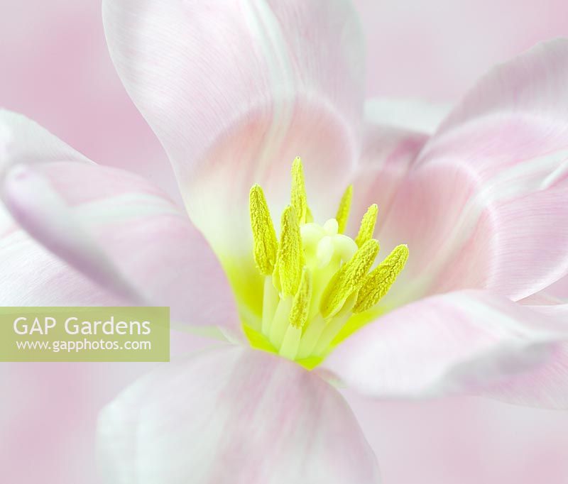 Close up of pink Tulip - Tulipa