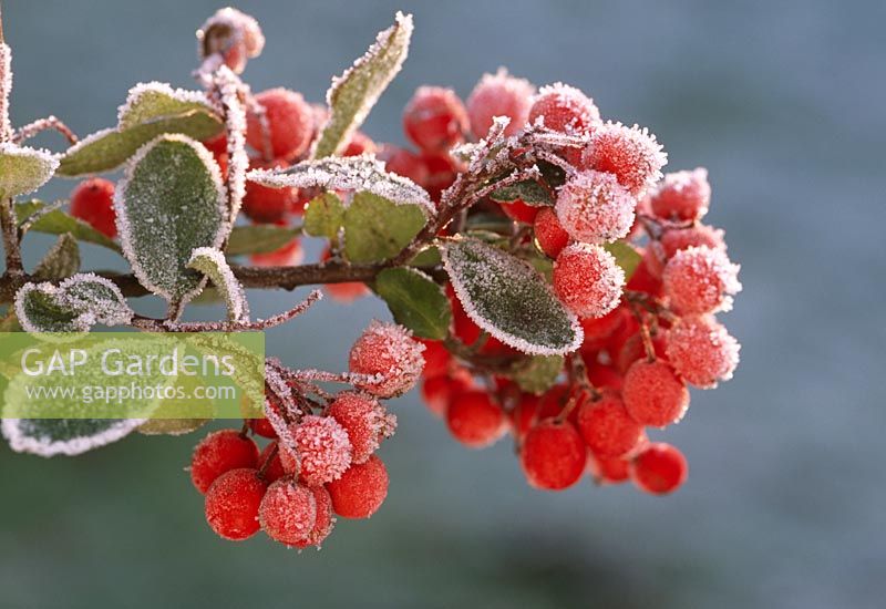 Pyracantha berries with frost in winter