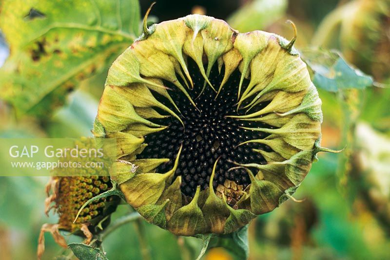 Helianthus seedhead - Sunflower