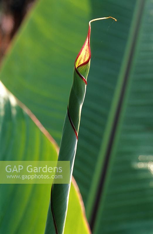 Musa acuminata - Banana leaf unfurling