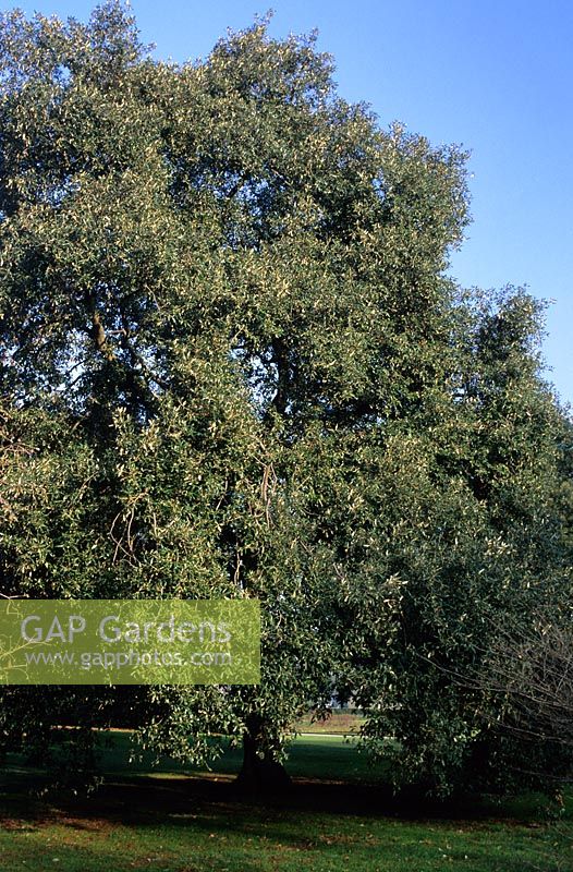 Quercus ilex - Holm Oak 