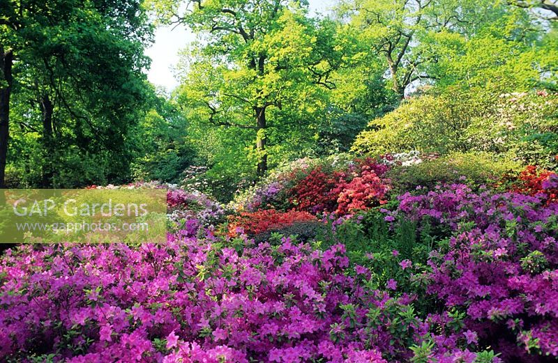 Rhododendrons and Azaleas in woodland garden at Isabella Plantation, Surrey. 
