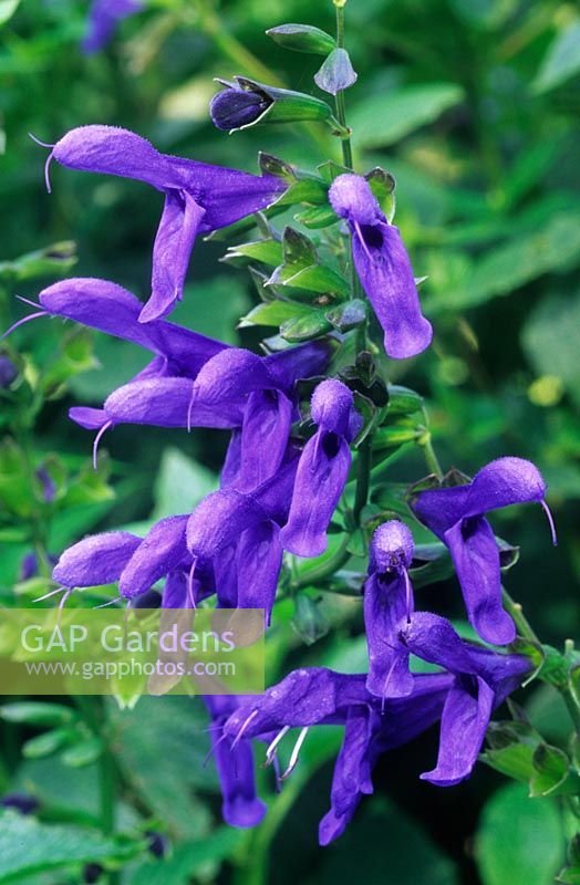 Salvia guaranitica 'Blue Enigma' (syn concolor)