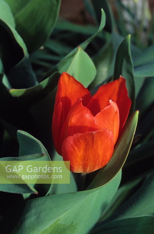 Tulipa praetens 'Fusilier' - Tulips