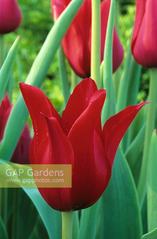 Tulipa 'Red Shine' - Tulips