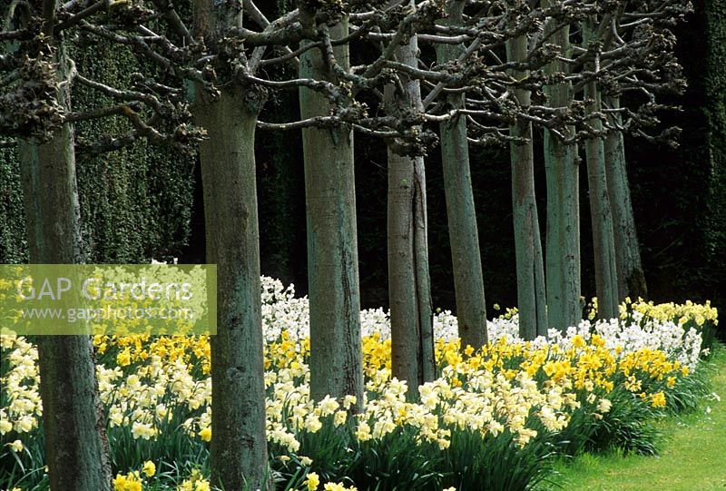 Pleached Tilia - Lime underplanted with mixed Naricssus - Daffodils at Bradenham Hall