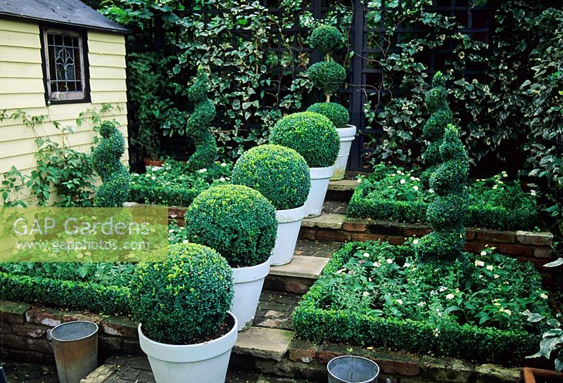 Box topiary spheres and spirals in pots in garden