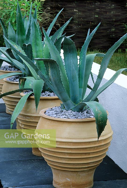Line of terracotta containers planted with Agave.