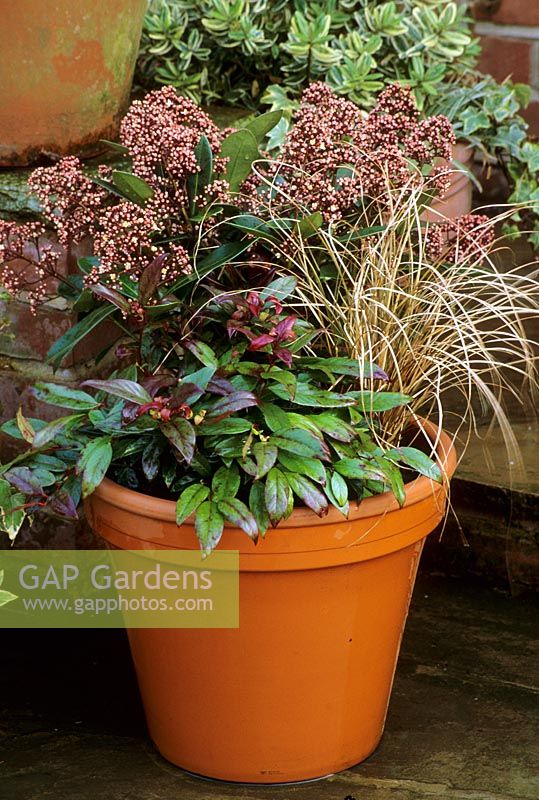 Winter container with Skimmia japonica 'Rubleia', Carex testacea and Leucothoe 'Scarletta'