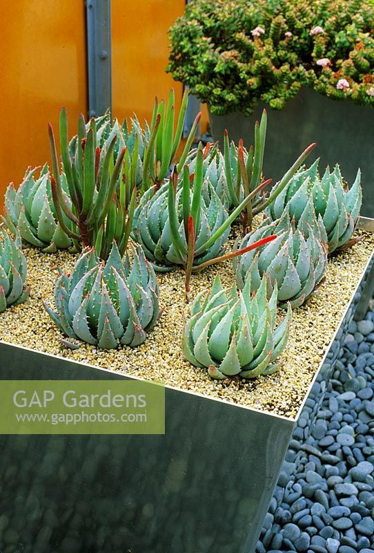 Modern metal container planted with succulents, San Francisco, USA. 