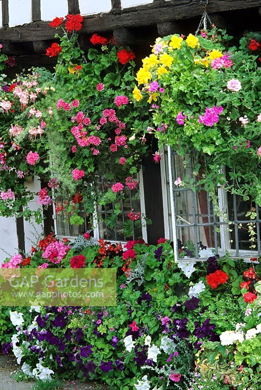 Window box and hanging baskets with Helichrysum, Petunia, Pelargonium and Begonia in summer