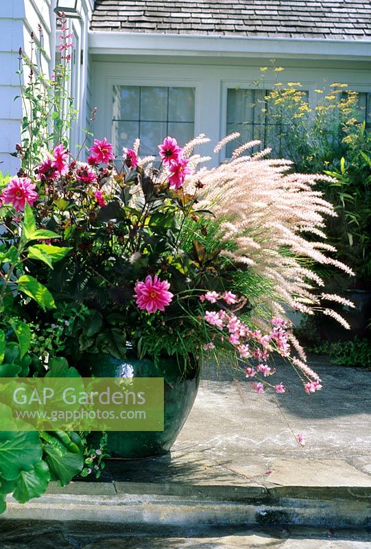 Glazed container with Pennisetum orientalis, Dahlia and Gaura at Oyster Point, USA