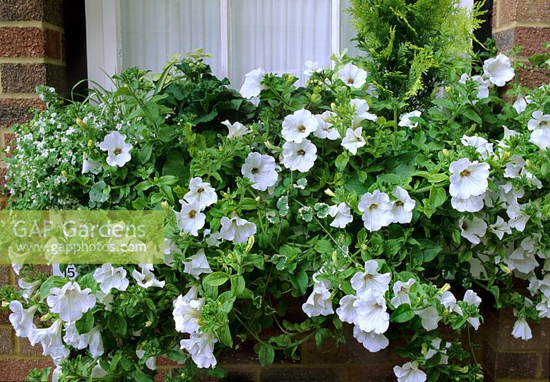 Window box with white Petunias and Bacopa in summer