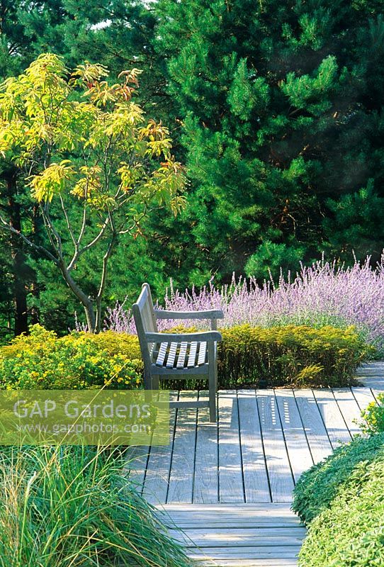 Wooden decking with bench and natural prairie style planting with Perovskia atriplicifolia 'Blue Spire' 
