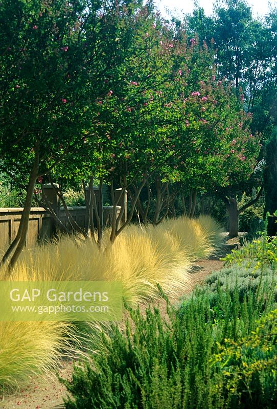 Path lined with row of grasses under trees at Bonterra Vineyard, California, USA