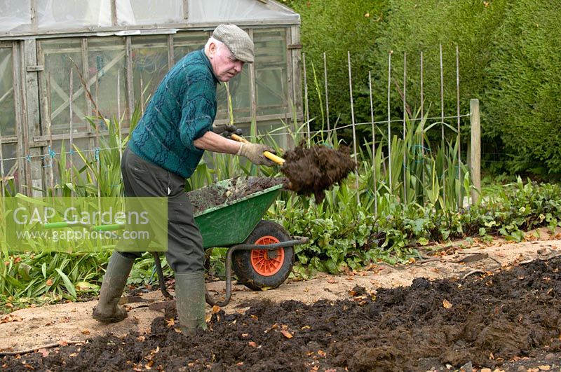 Man spreading manure on vegetable plot 