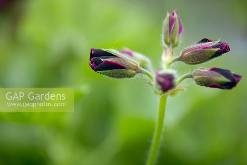 Pelargonium 'Lord Bute' buds
