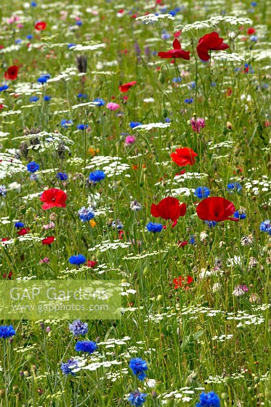 Flower meadow at busy roundabout 