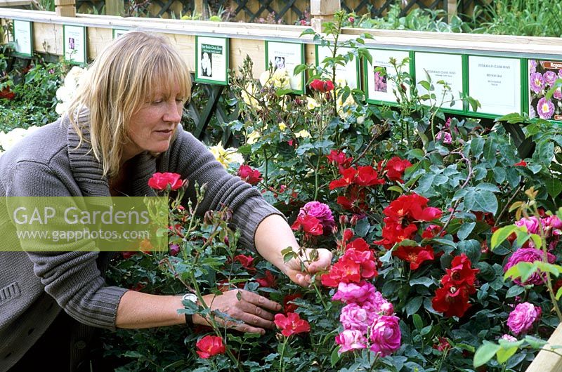Woman selecting Roses at Garden Centre