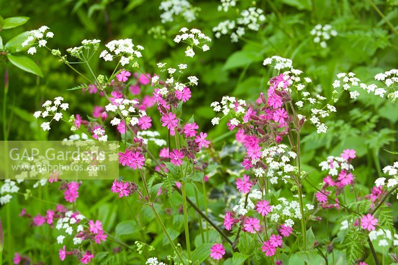 Silene dioica - Red Campion with Cow Parsley